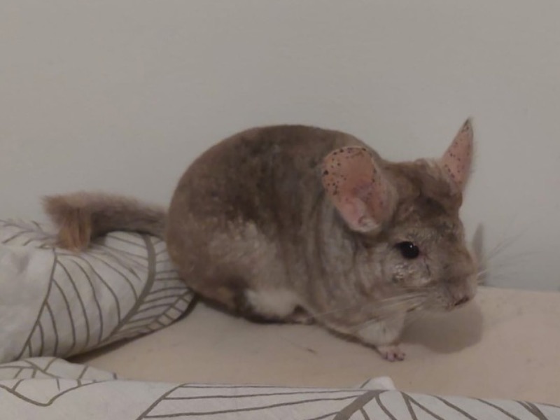 PASHMILLA