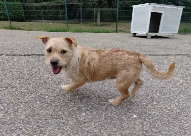 SAM