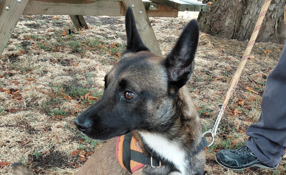DJANGO