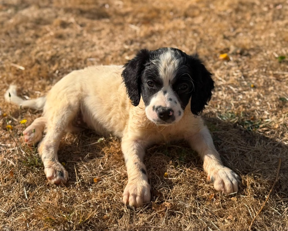 BELLATRIX