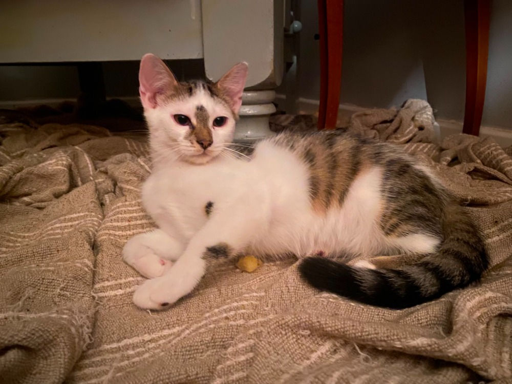 Bowie
