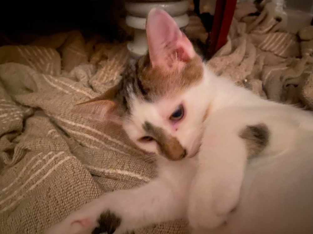 Bowie
