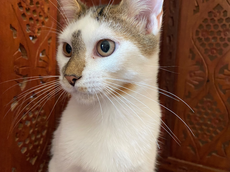 Bowie
