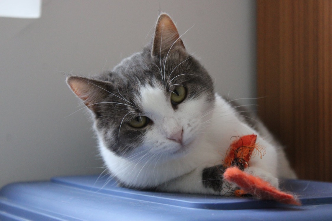 Cerise