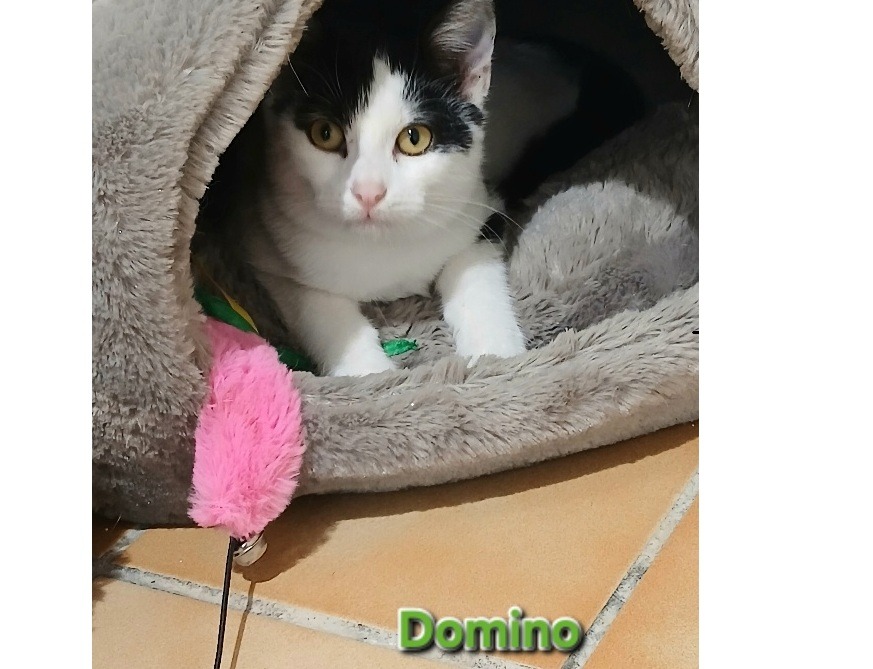 Domino