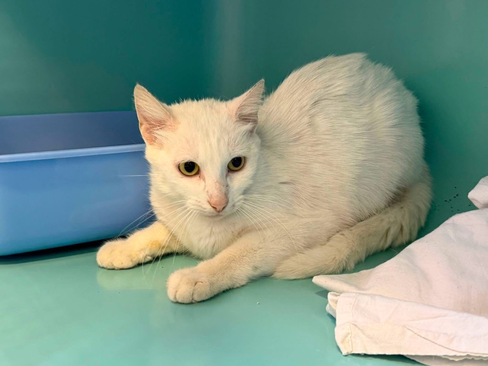 BAJOU