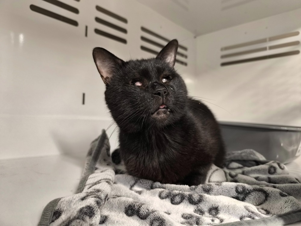 TITI
