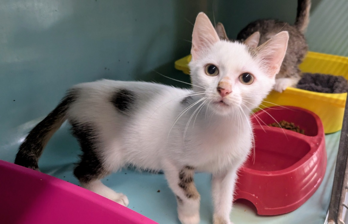 Othello [Chaton]