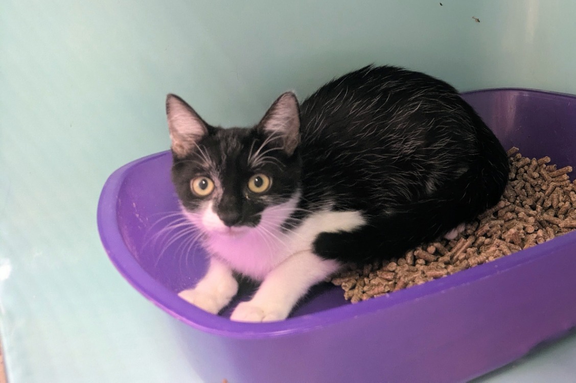 Hippolyte [Chaton]