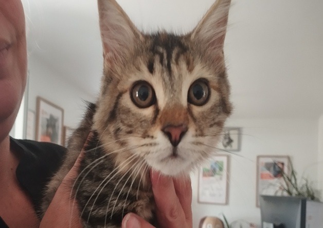 BELLA