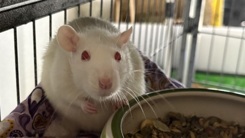 JULIE