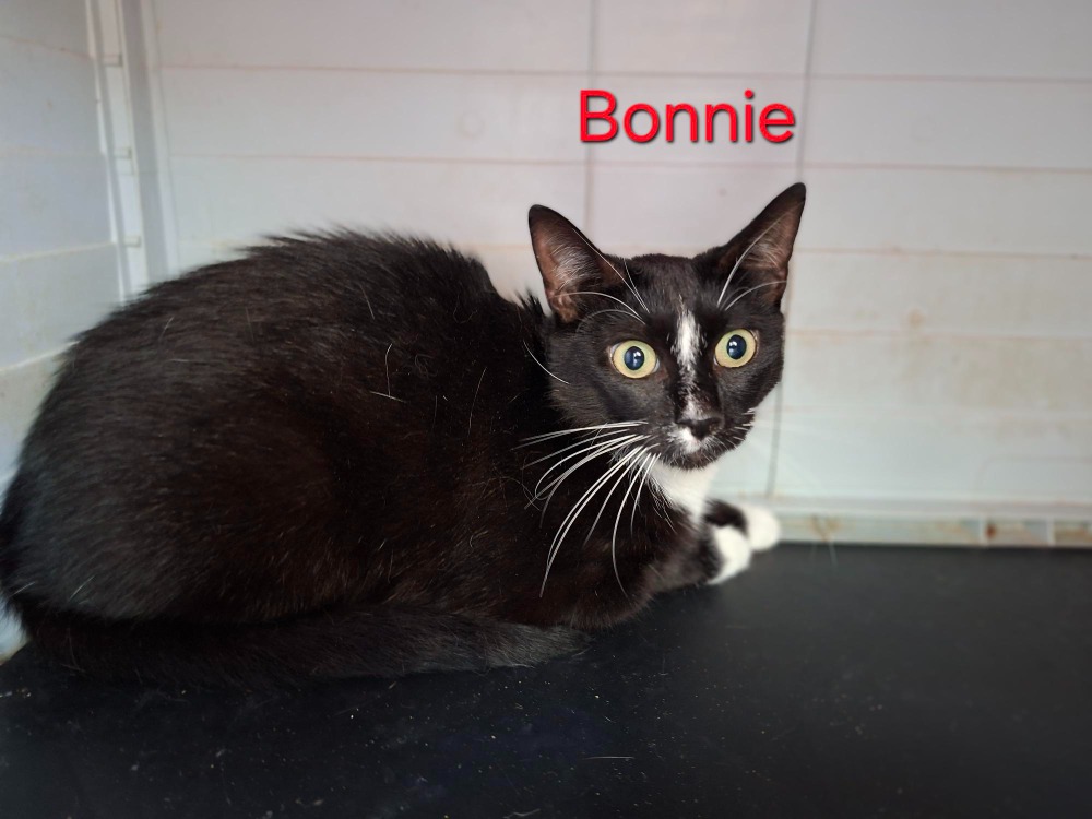 BONNIE