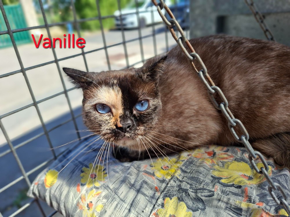 Vanille