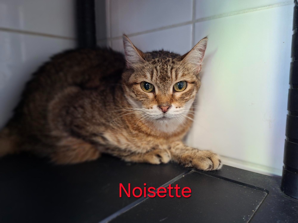 Noisette