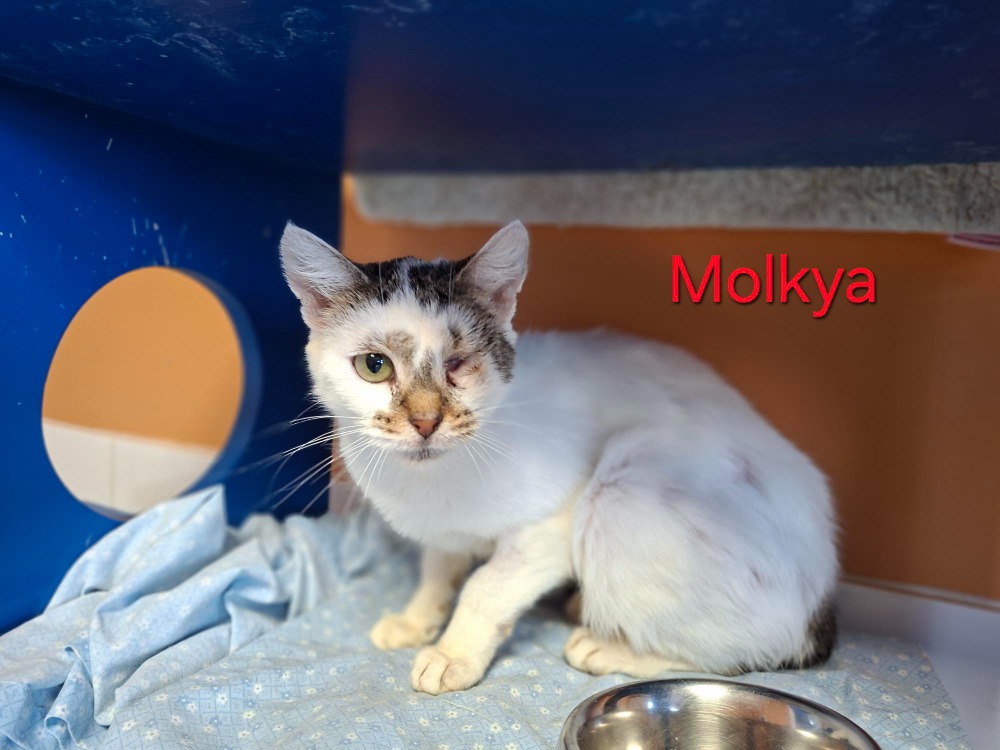 Molkya