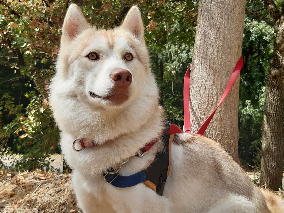 Belle