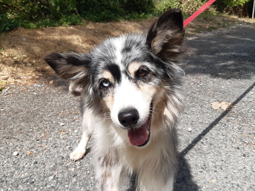 Heidi