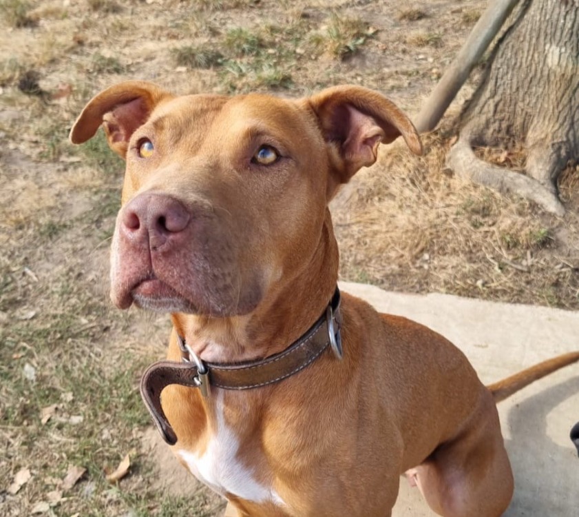 Athena