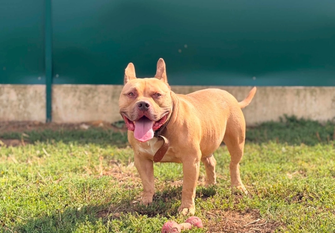 TYSON