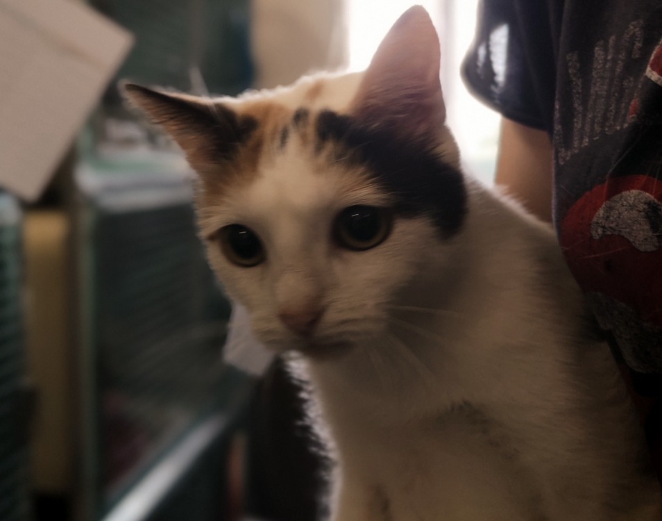 SULI