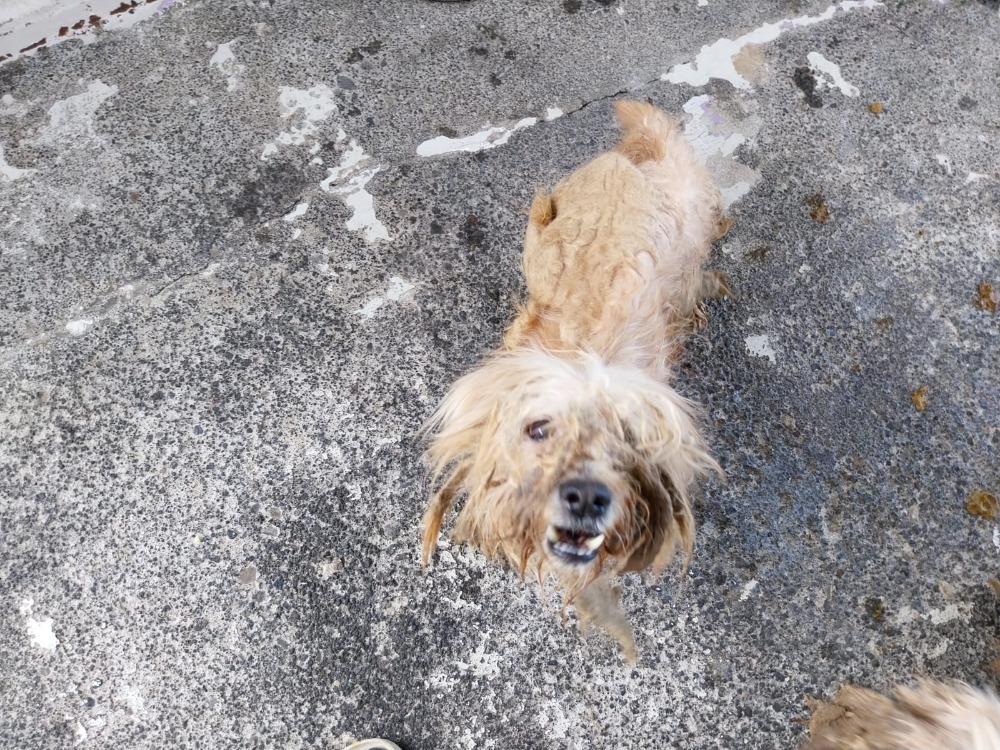 FERGUS