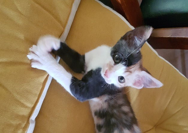 Choupette