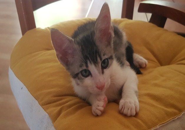 Kiki