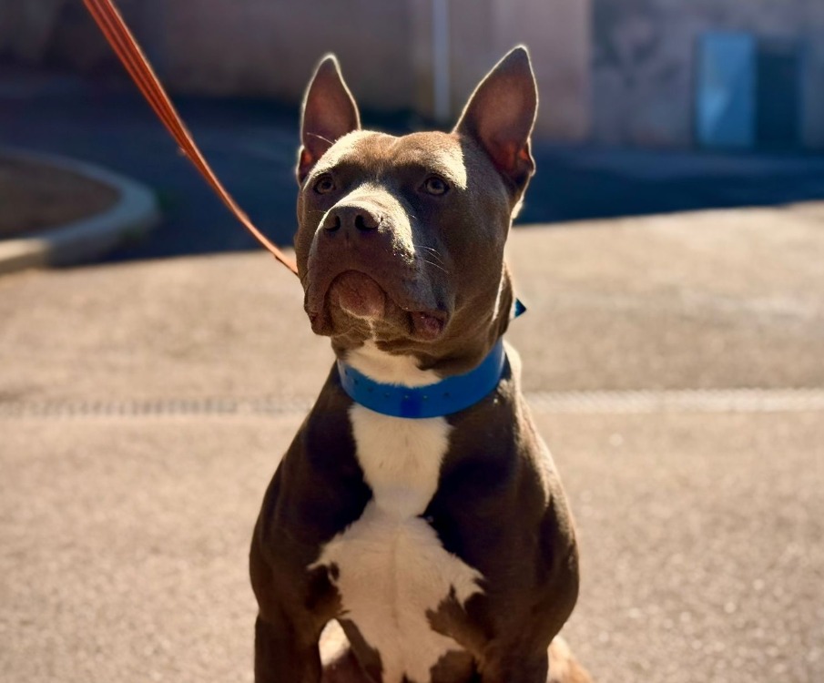 TYSON