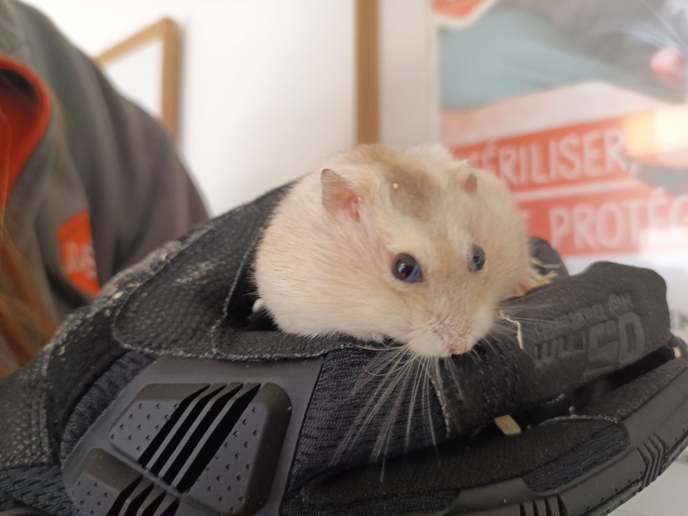 Hamsterminator