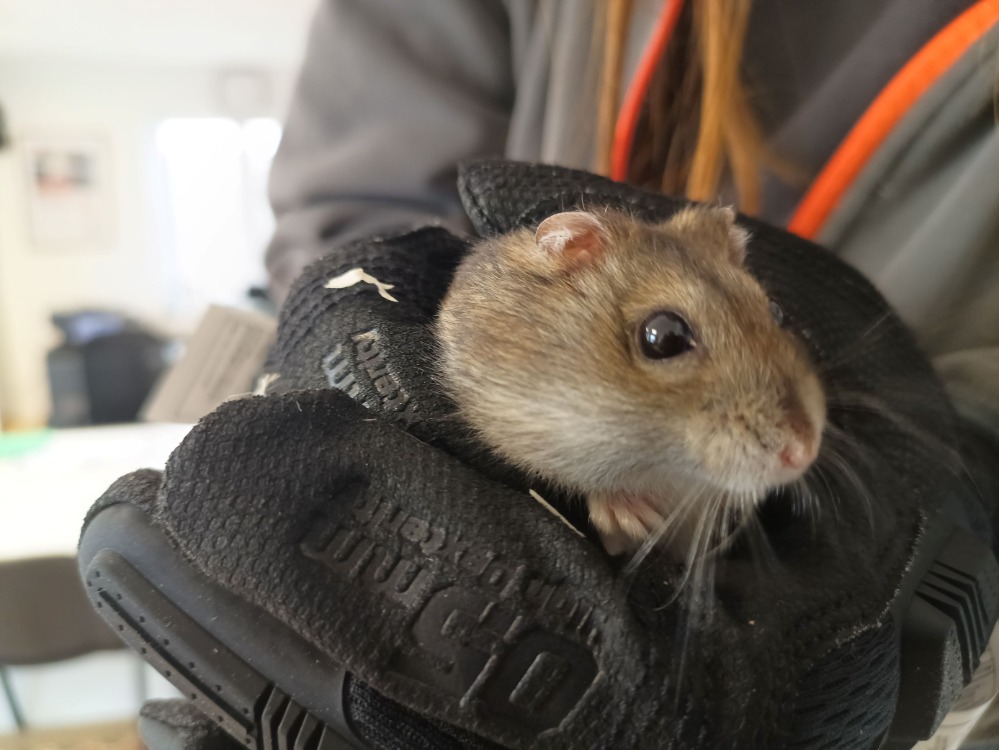 HAMSTERATOR