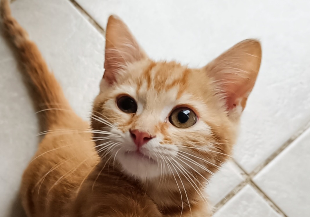 Ron