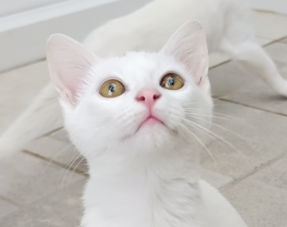 Salem