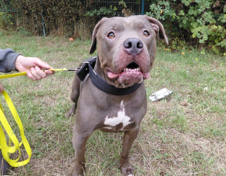 DORA