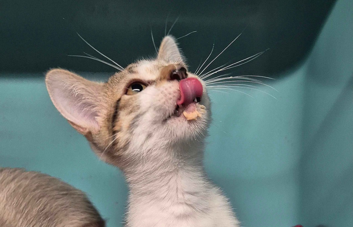 Chai (en cours d’adoption)