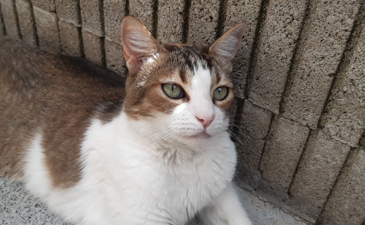 Tchiun (EN COURS D ADOPTION)