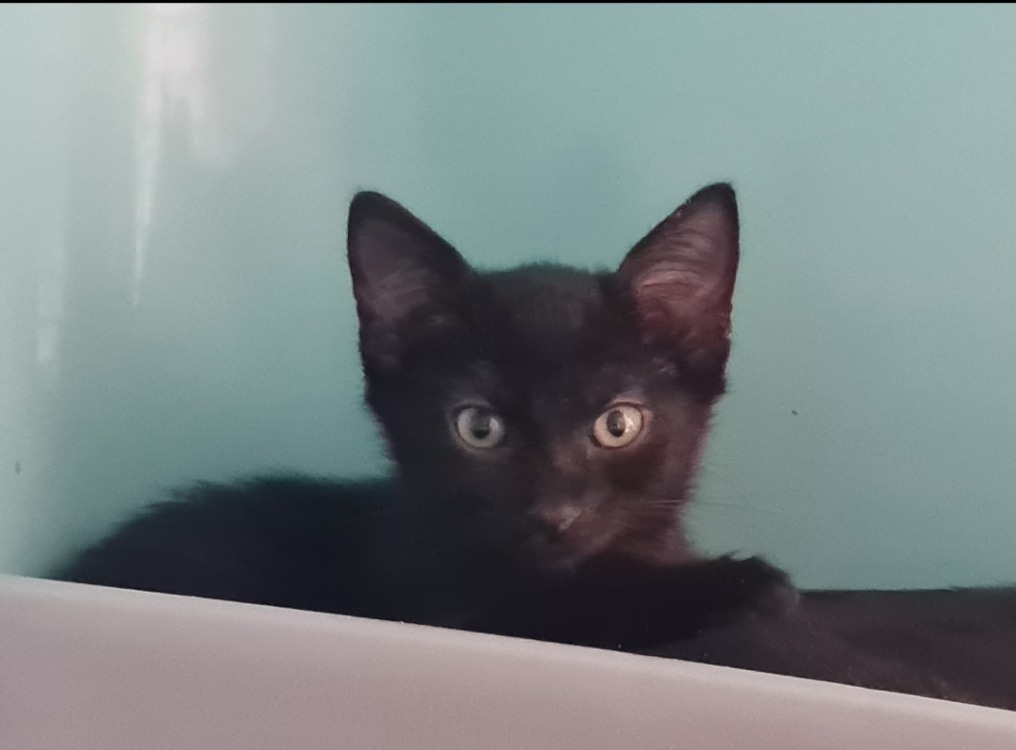 OMARI (a trouvé sa famille)
