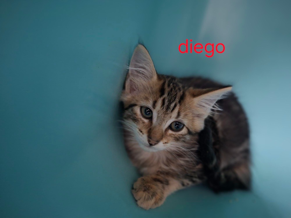 DIEGO