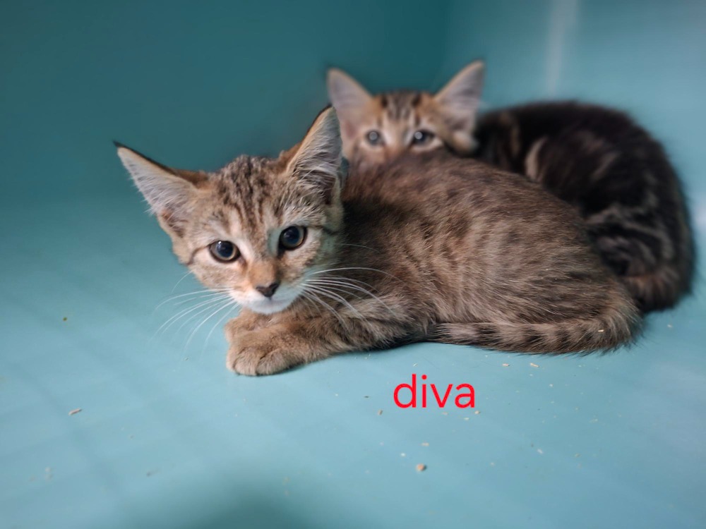 DIVA