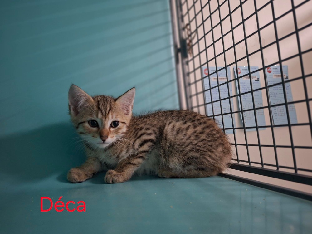 Déca