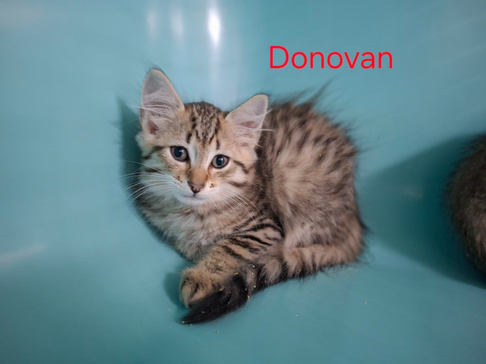 Donovan