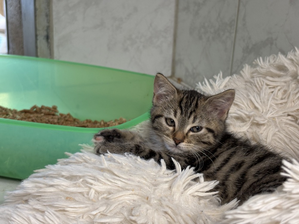 YZMA
