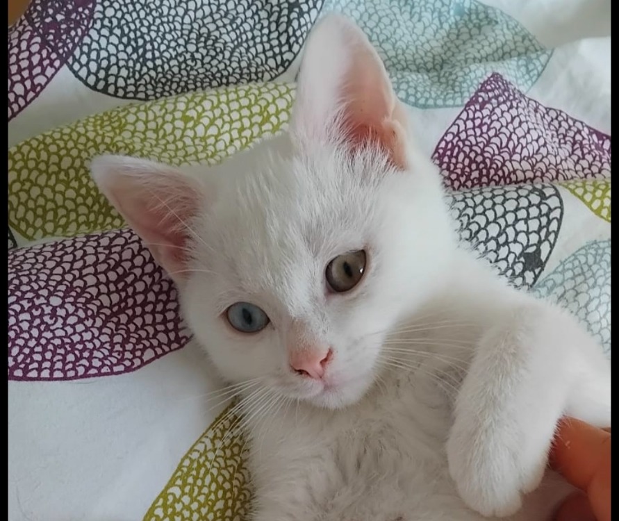 MAXIMUS