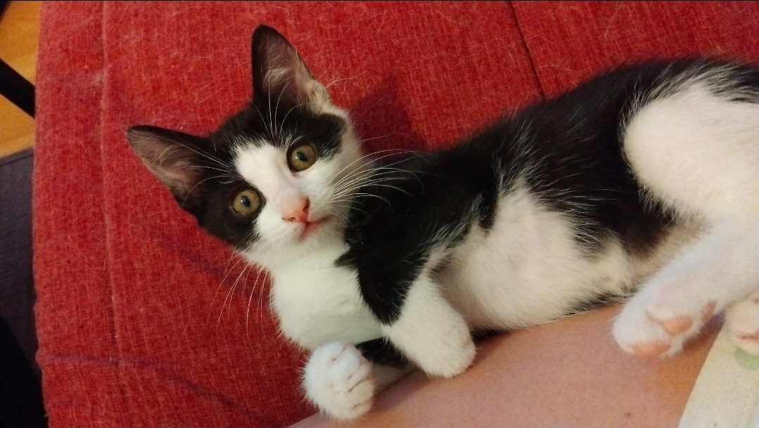 FIGARO