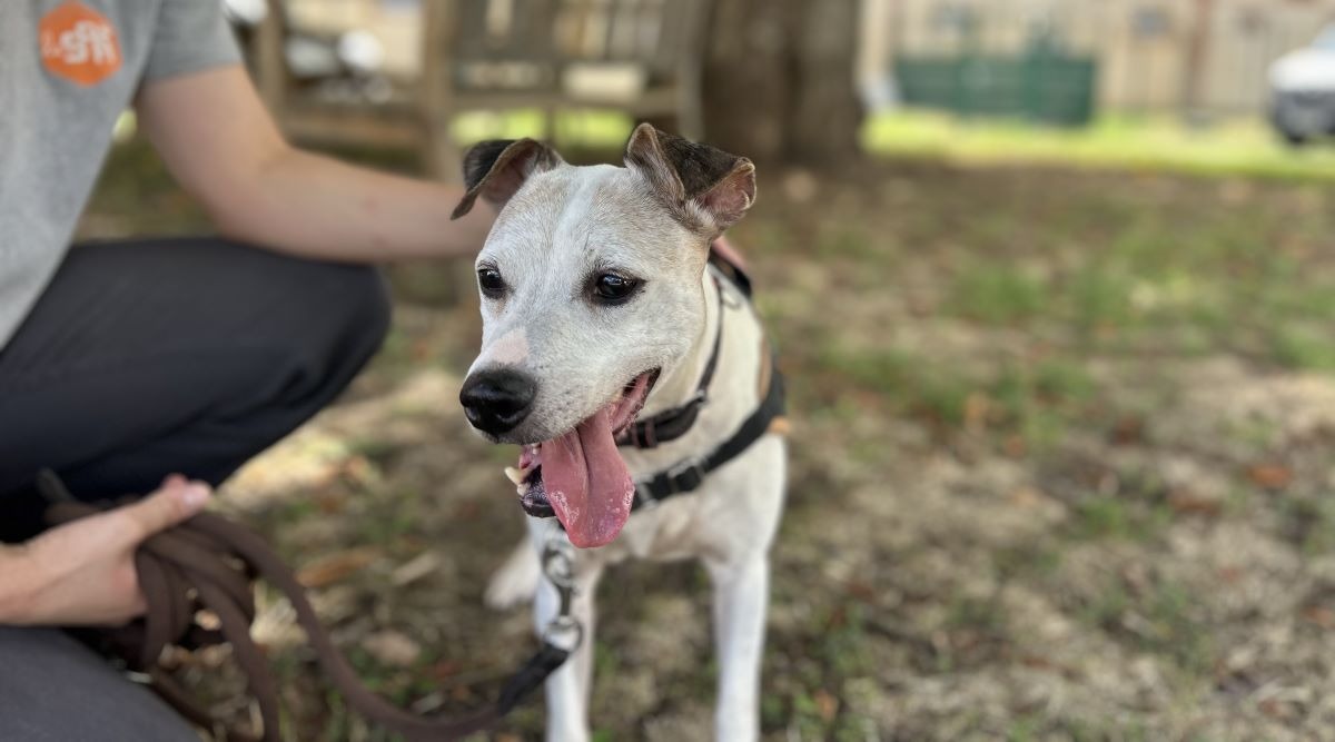 LASCARD (Non adoptable ni réservable)