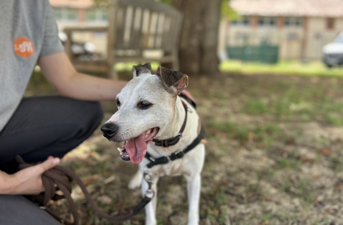 LASCARD (Non adoptable ni réservable)