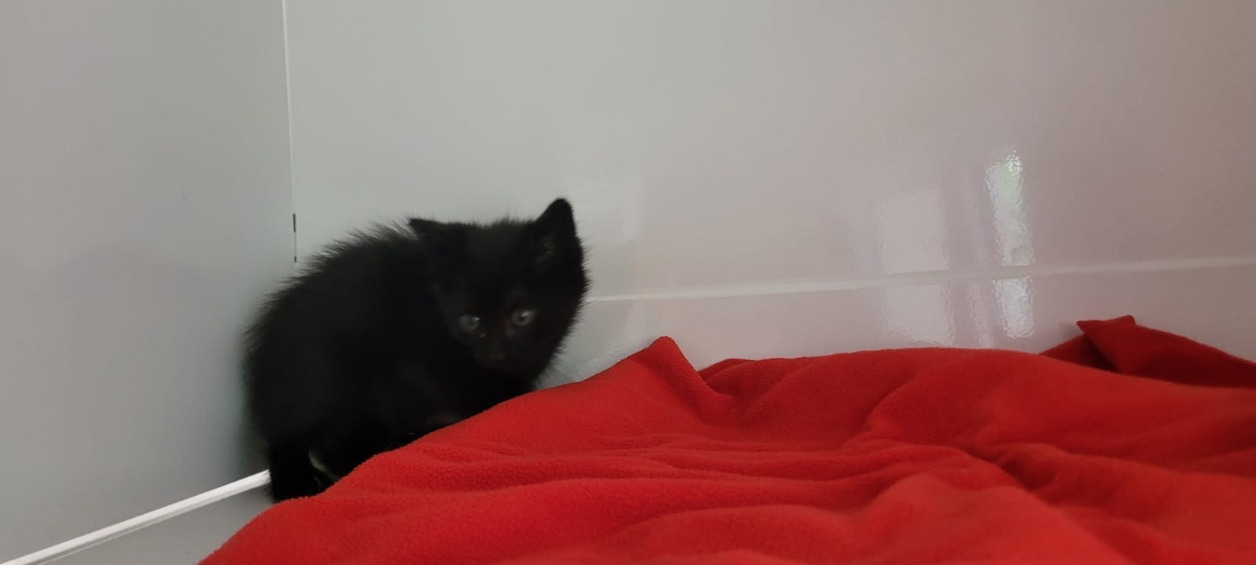 Paolo