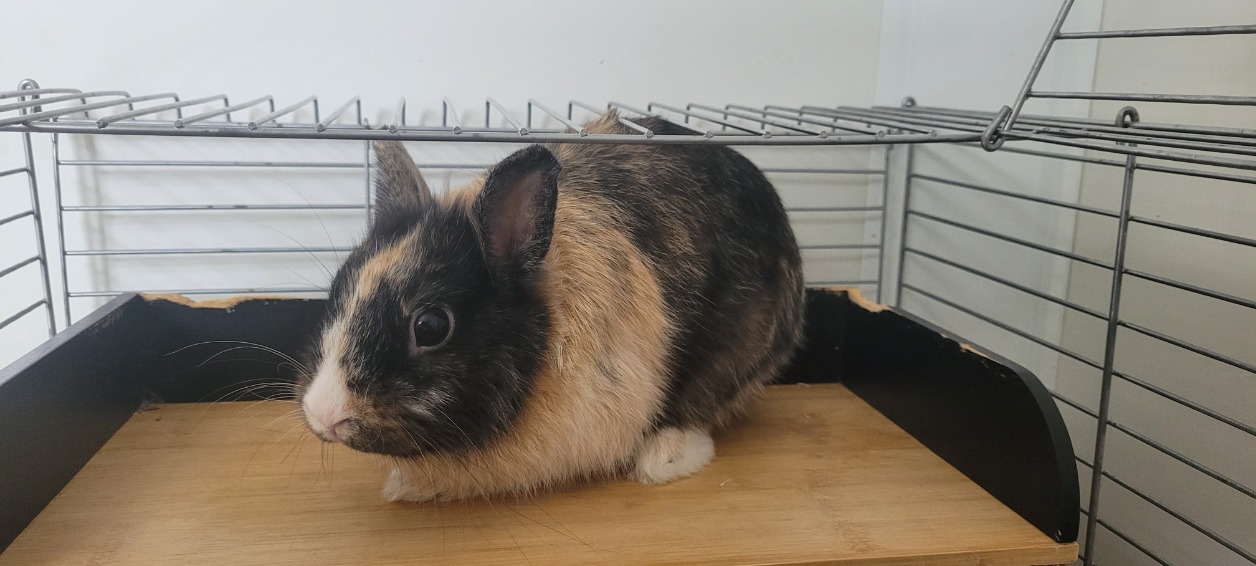 TITOUF