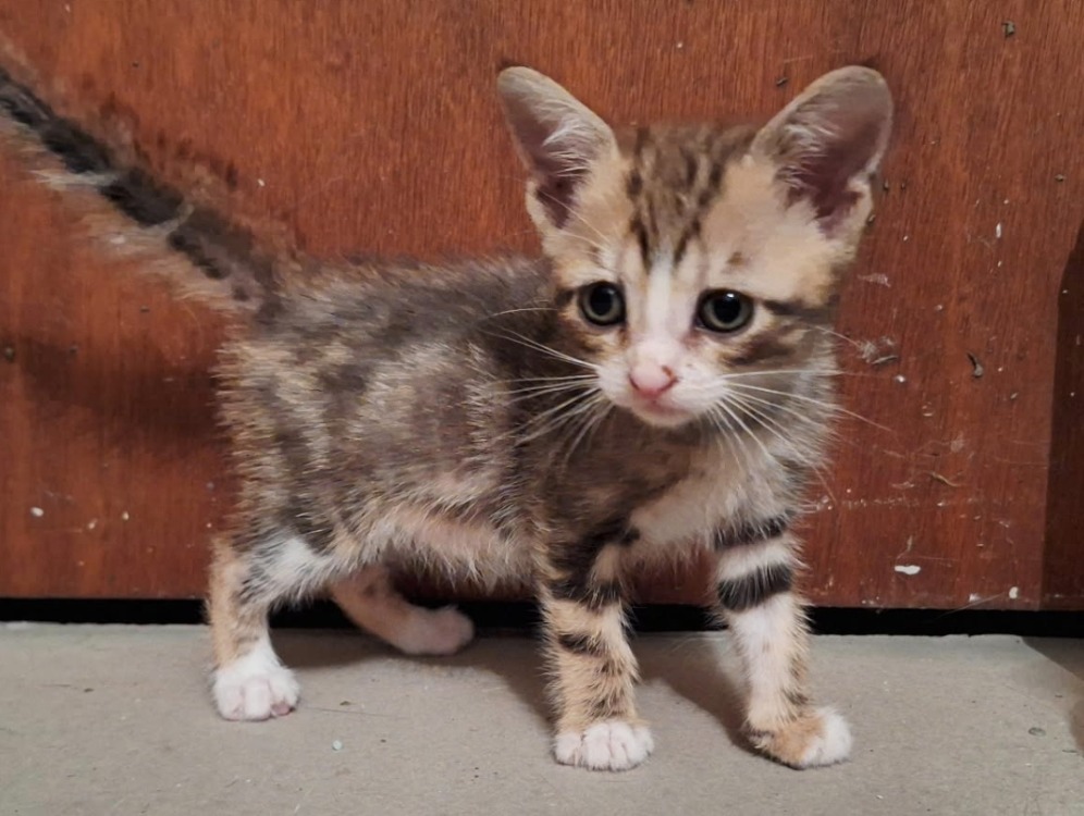 Arya (réservée)