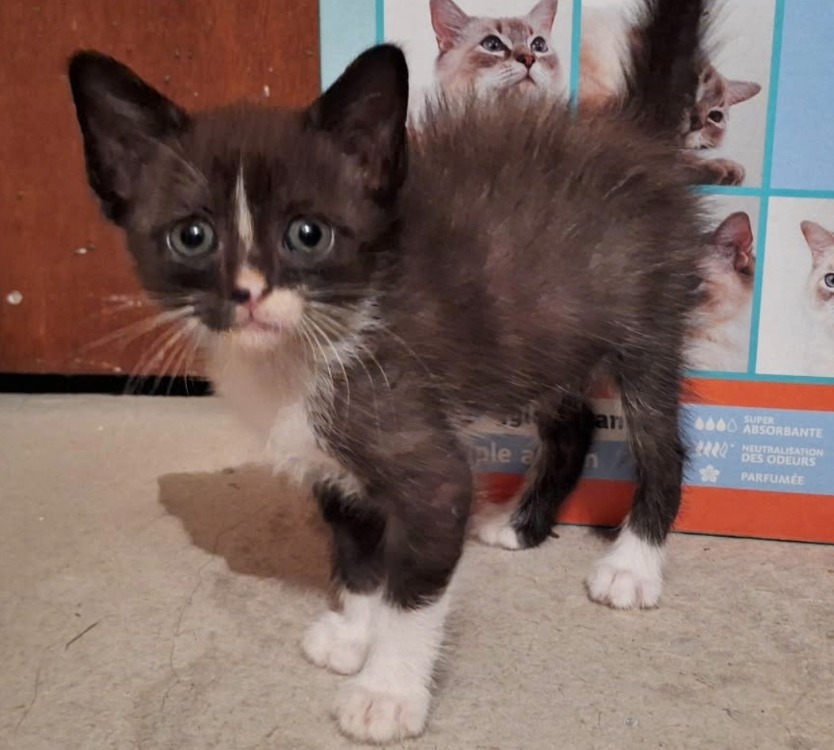 Freya