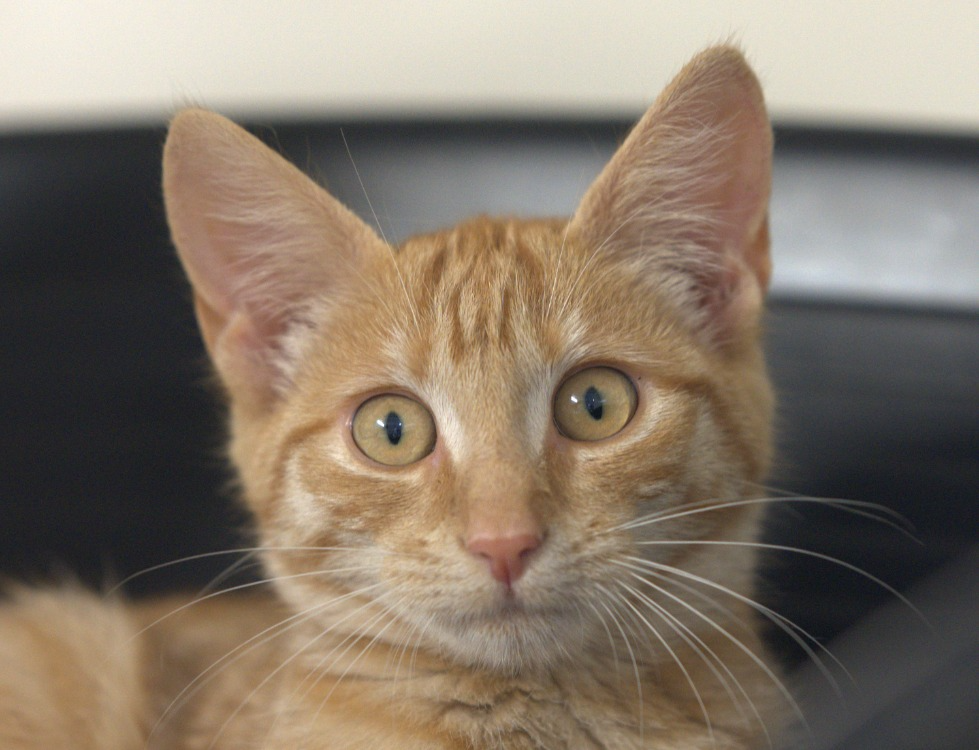 Felindra
